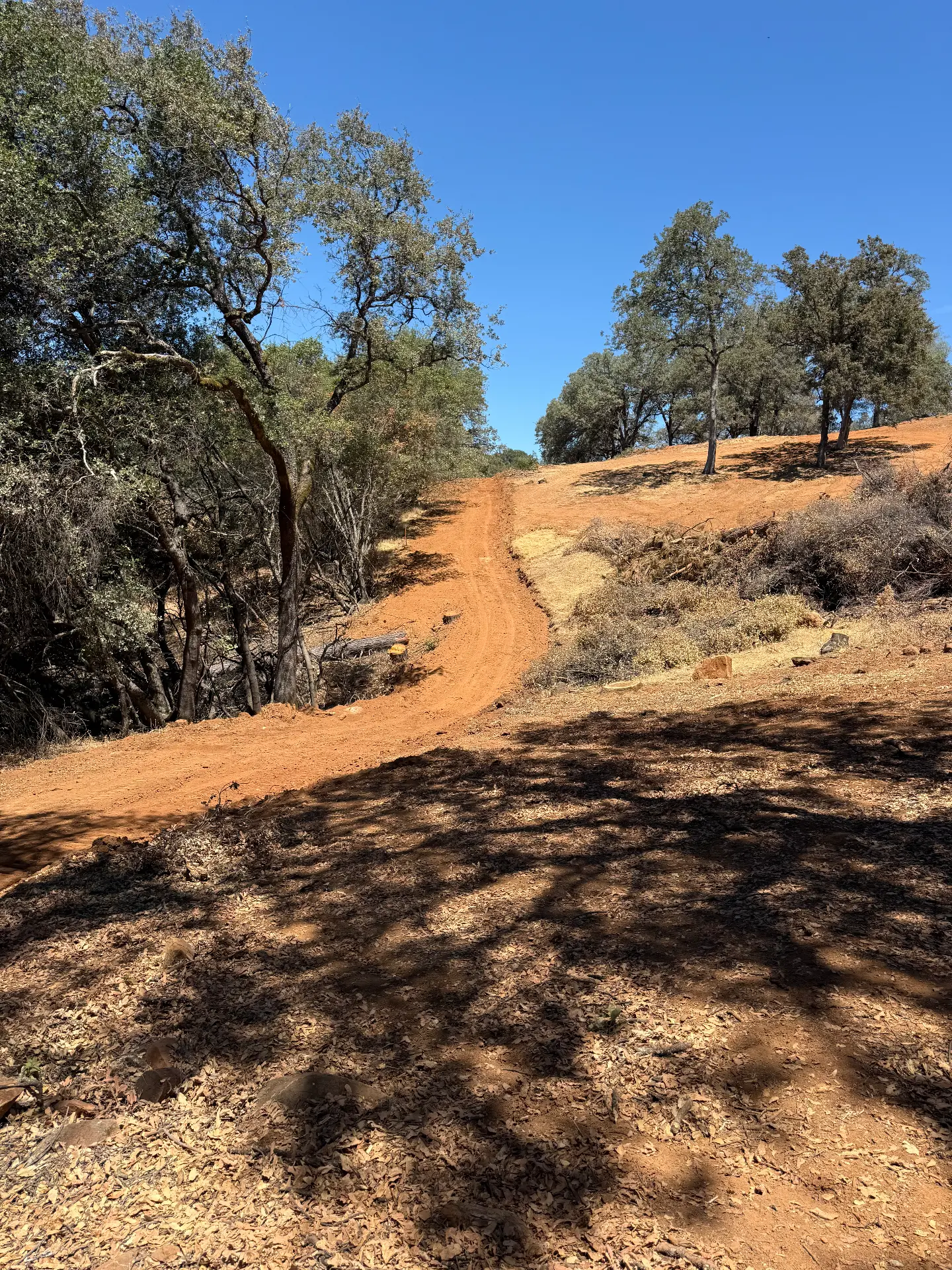 Graded dirt route rising through oak trees